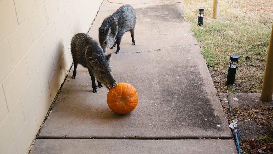 Javelina-proofing outdoor Halloween decorations is a must in Tucson